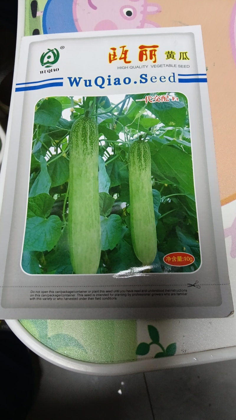 嫁接茄子苗辣椒苗黄瓜苗西红柿苗苦瓜苗