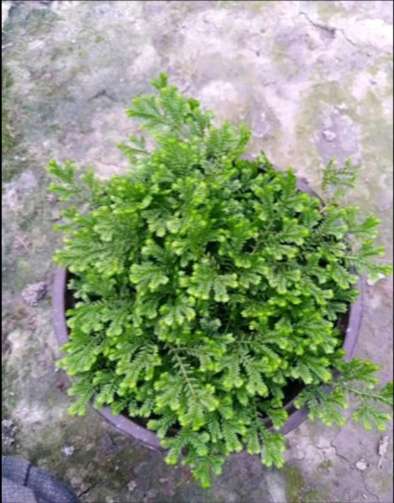 跳舞草苗