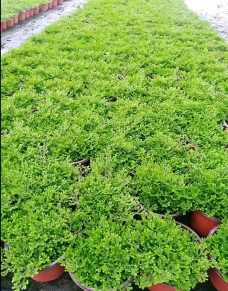 跳舞草苗