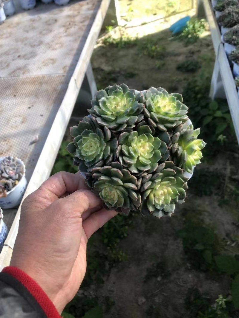 吹雪多肉植物