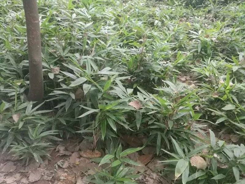 箬竹
