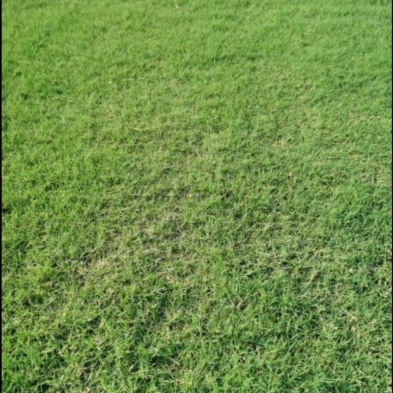 天堂草苗