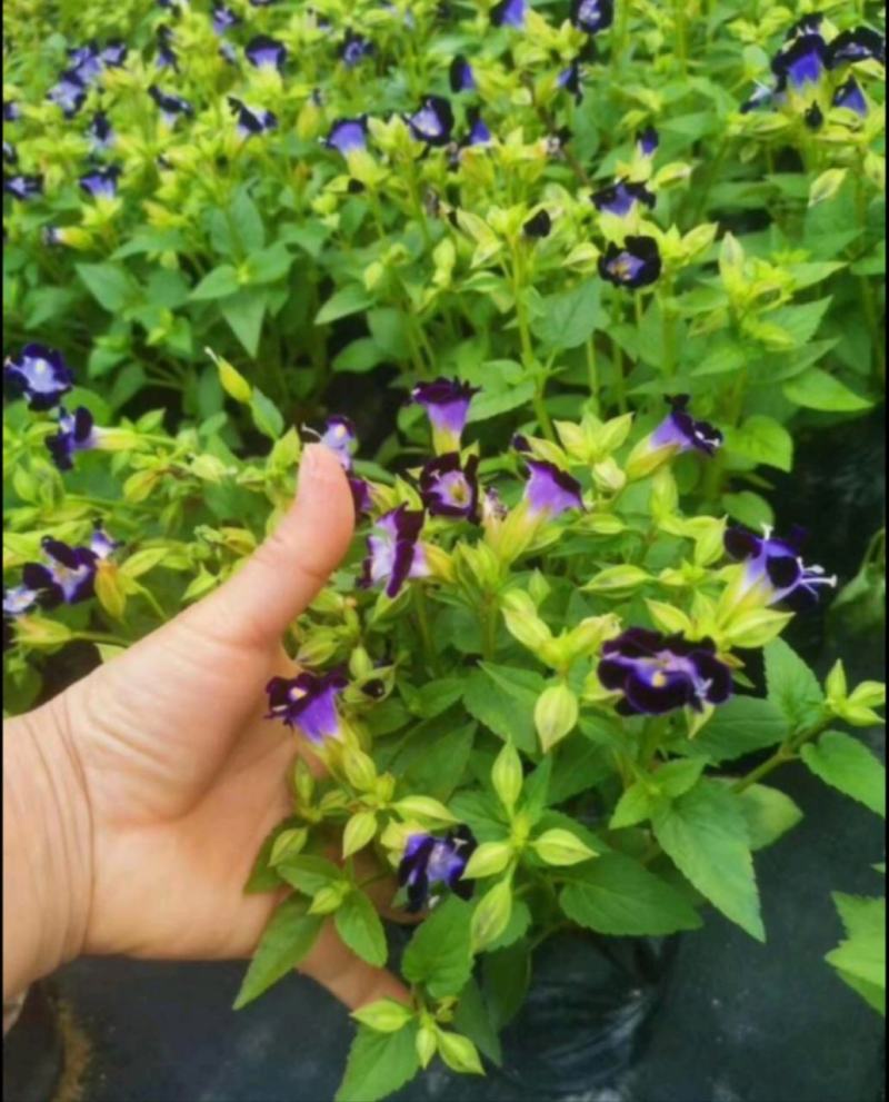 夏堇苗