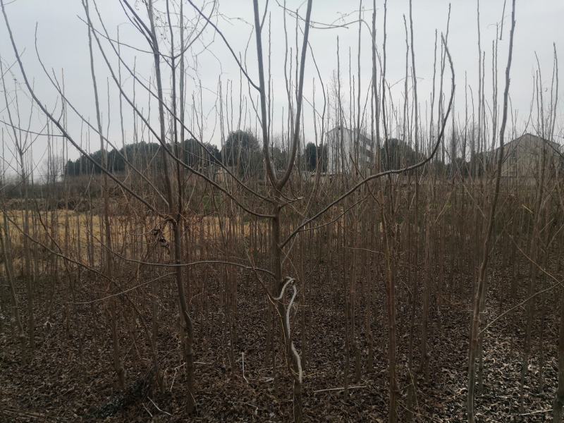 碧根果苗