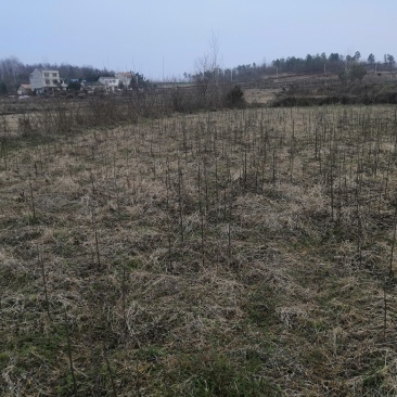 碧根果苗