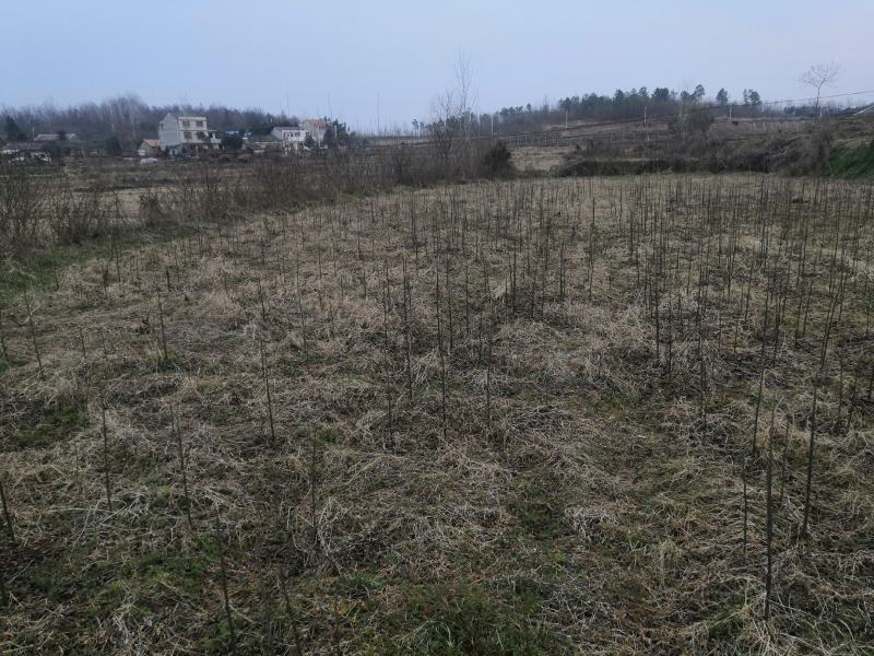 碧根果苗