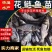 优质花鲢鱼苗规格齐全量大从优提供养殖技术服务