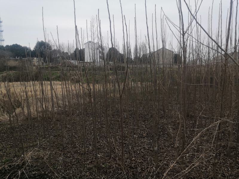 碧根果苗