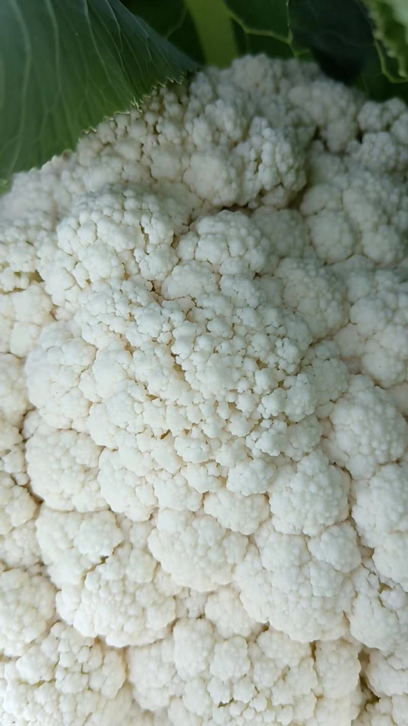 精品松花菜产地直发。货源充足，品质保证，量大从优可致电