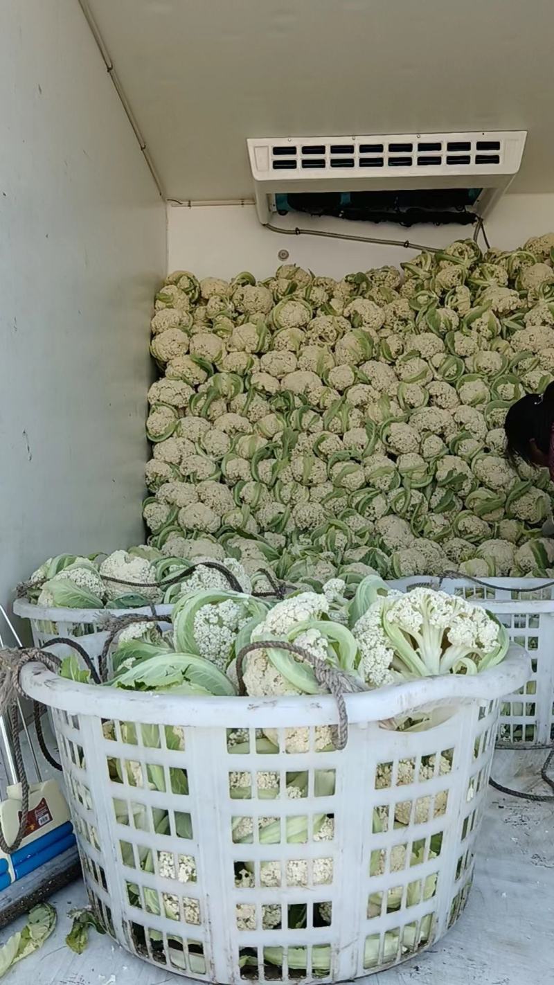 精品松花菜产地直发。货源充足，品质保证，量大从优可致电