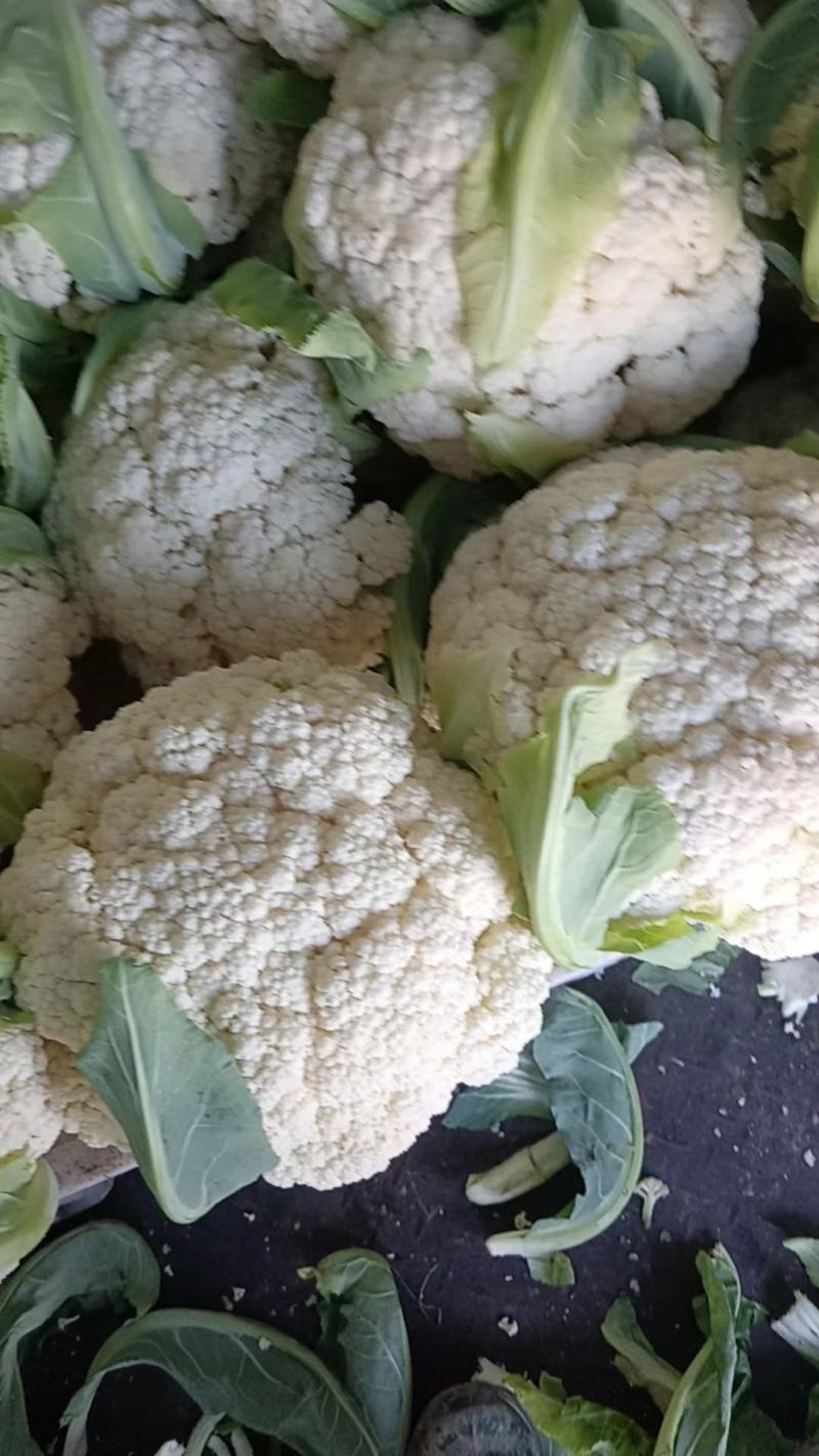 精品松花菜产地直发。货源充足，品质保证，量大从优可致电