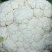 精品松花菜产地直发。货源充足，品质保证，量大从优可致电