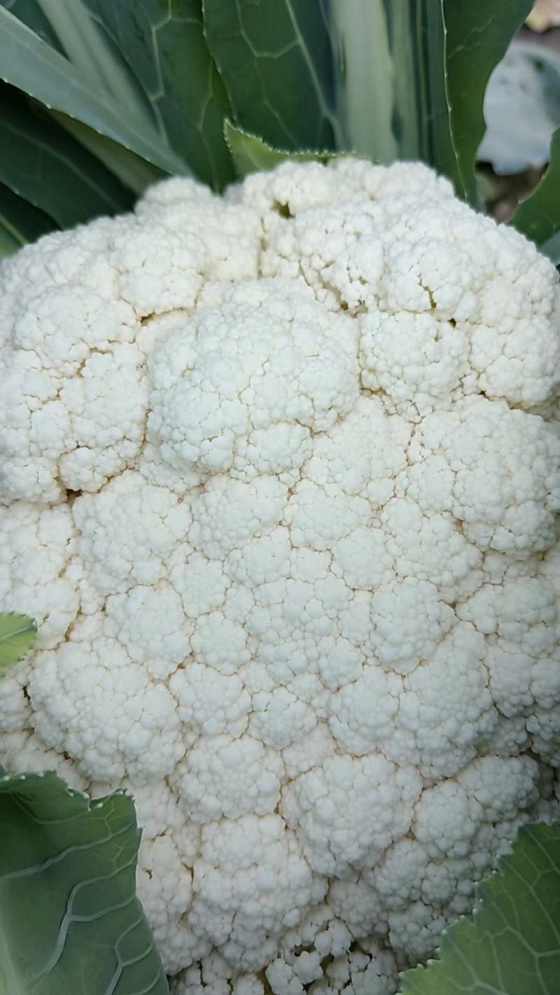 精品松花菜产地直发。货源充足，品质保证，量大从优可致电