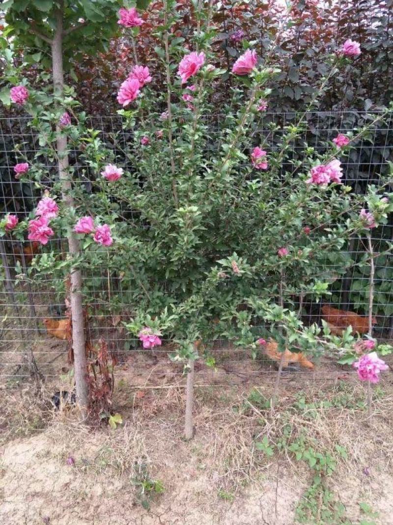 木槿
