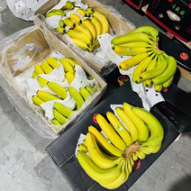 精品二黄香蕉，长期供货，保质保量，全国可发