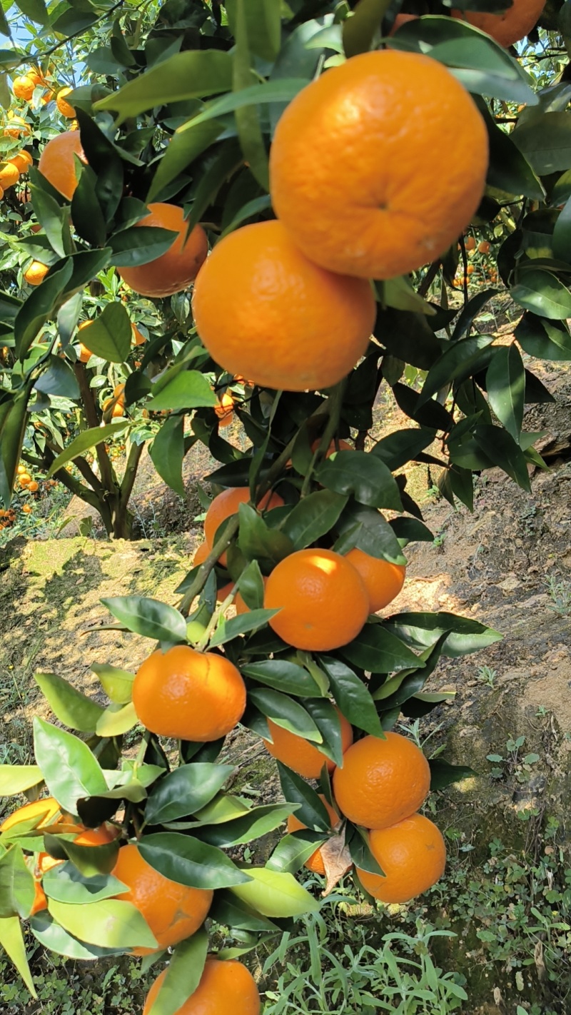 云南高原沃柑