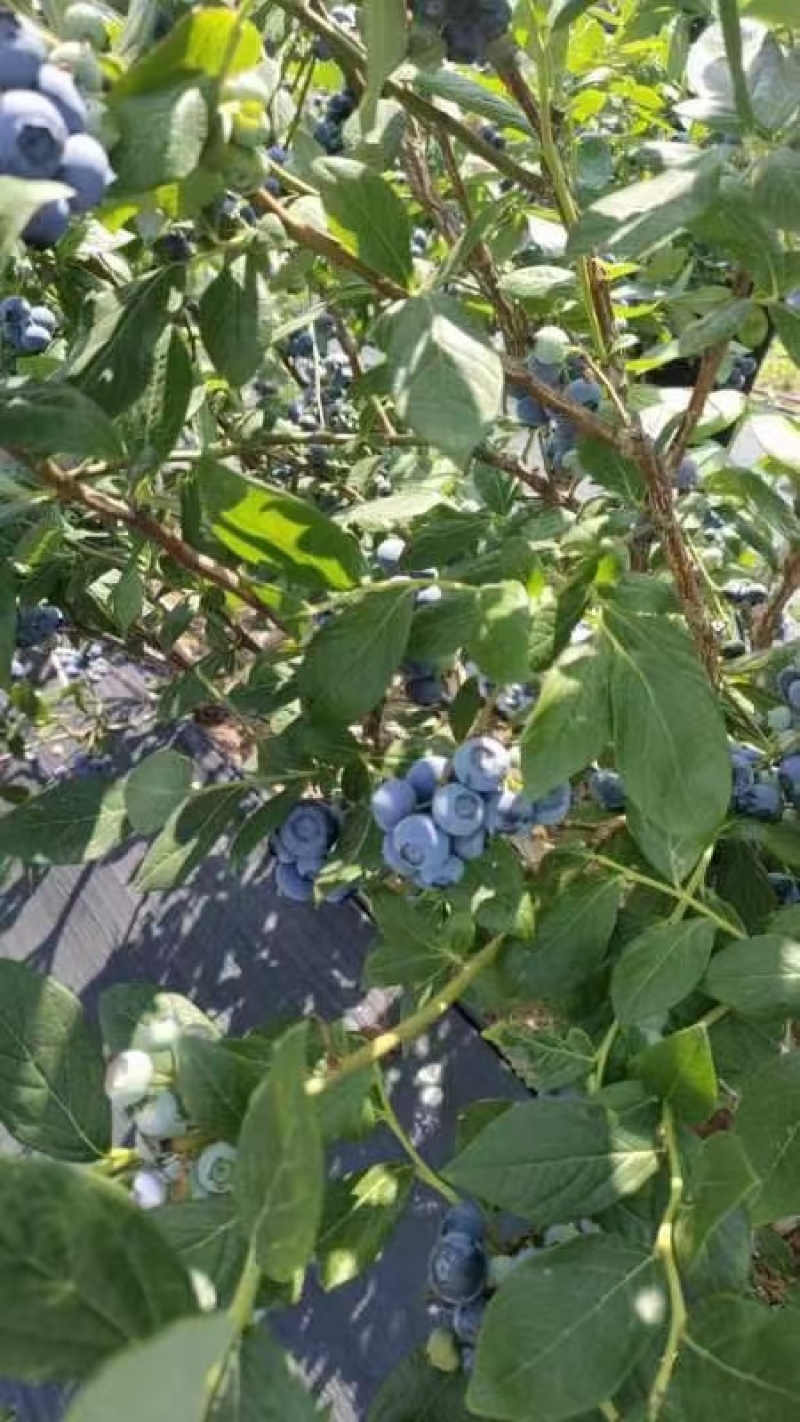 蓝莓上市需要联系