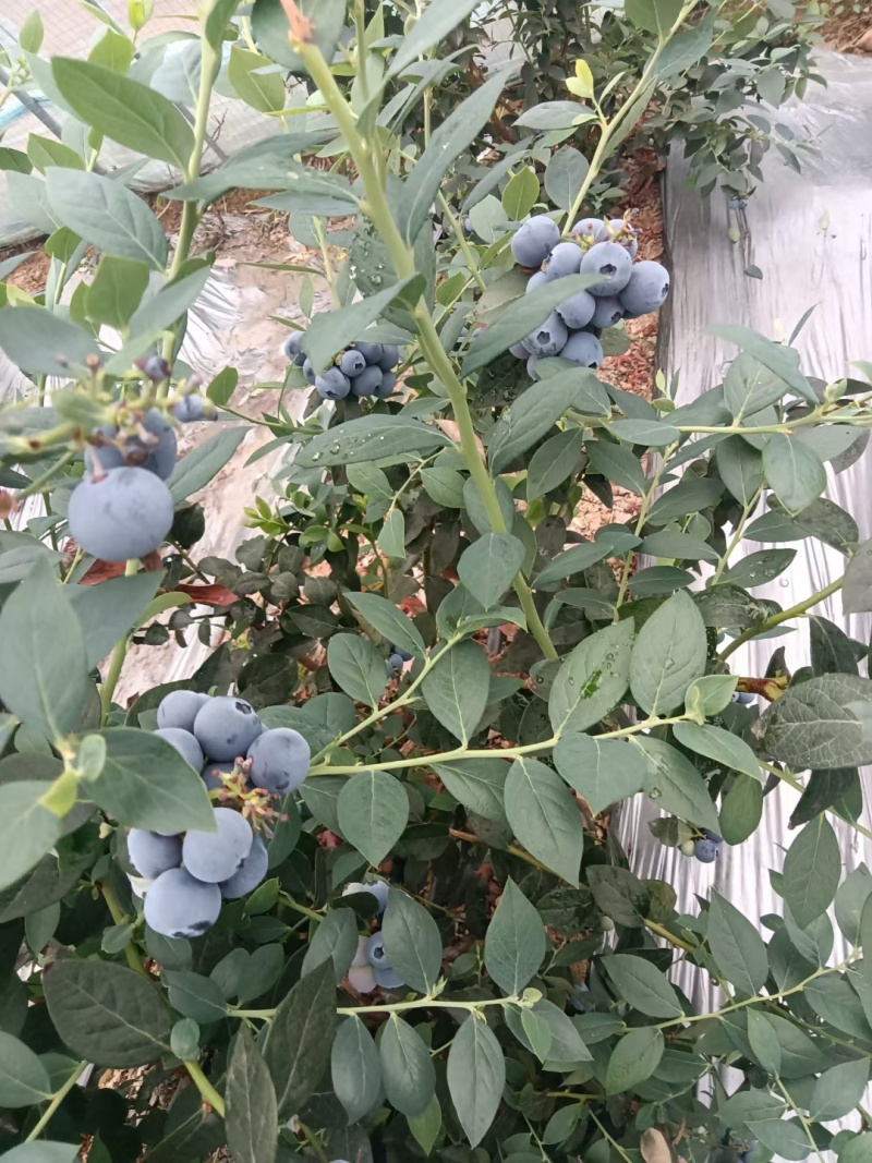 蓝莓上市需要联系