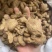 炮姜实物拍摄味道浓实物拍摄炮老姜云南非次品
