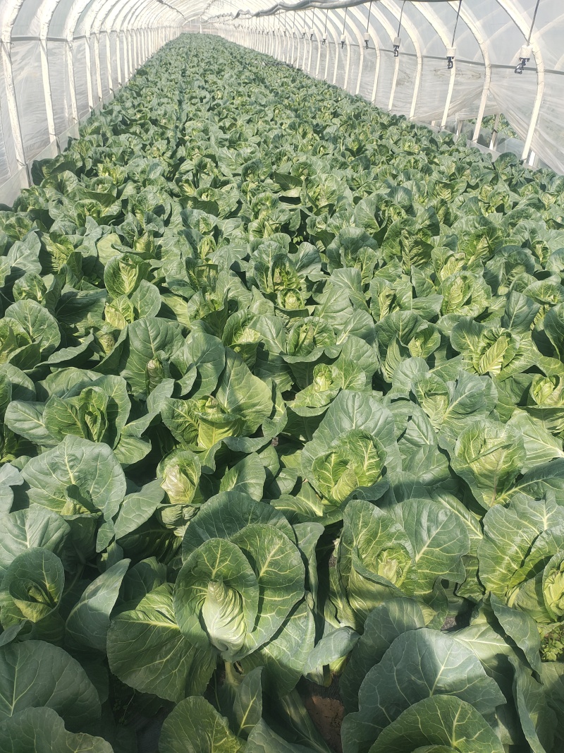 昭通高山冷凉蔬菜牛心甘蓝，对接各大商户，食堂超市欢迎采购