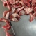 多肉月牙骨，双面带肉，进口分割，货源充足，质量保证，售后