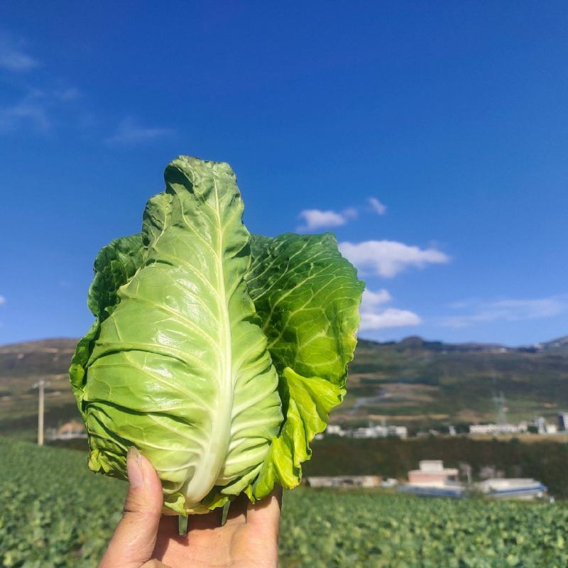 云南精品牛心鸡心甘蓝，现砍现发量大质优，对接全国各大商超