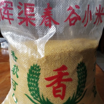山东潍坊辉渠小米