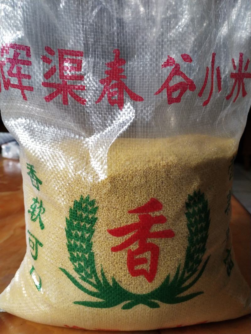山东潍坊辉渠小米