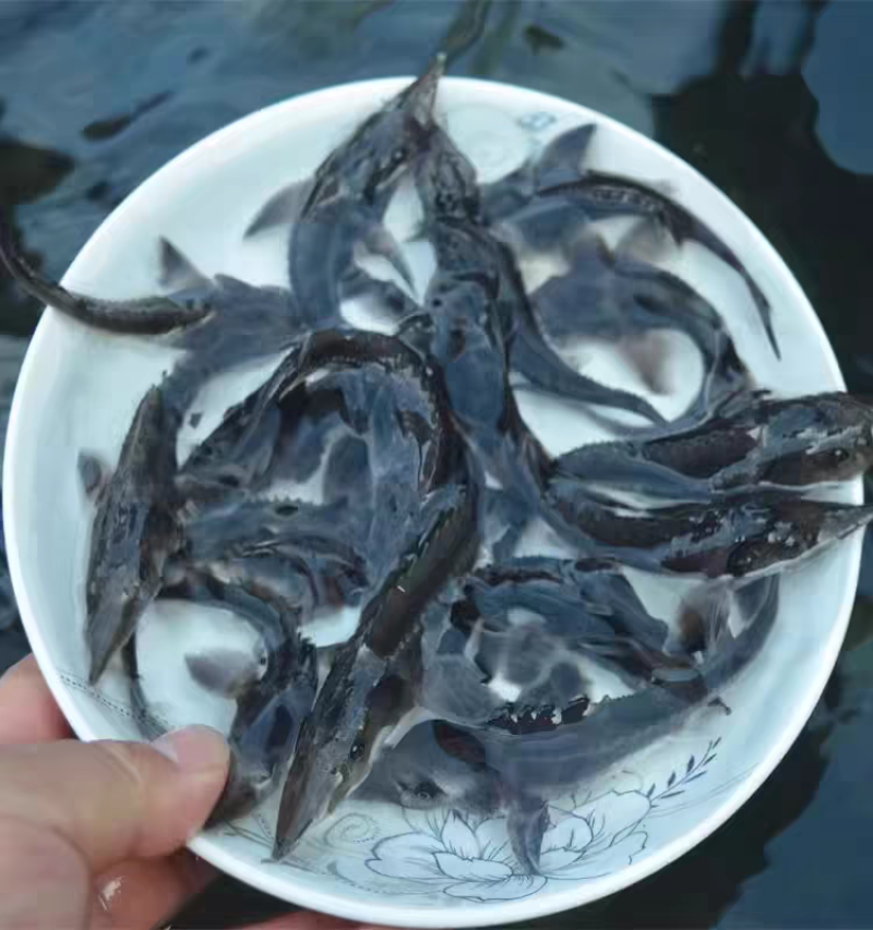 鲟鱼苗西杂鲟尖嘴鲟批发零售渔场直销