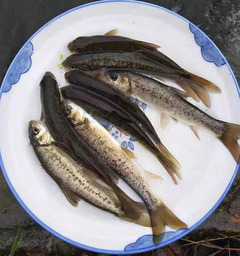 雅鱼苗细鳞鱼裂腹鱼淡水鱼冷水鱼