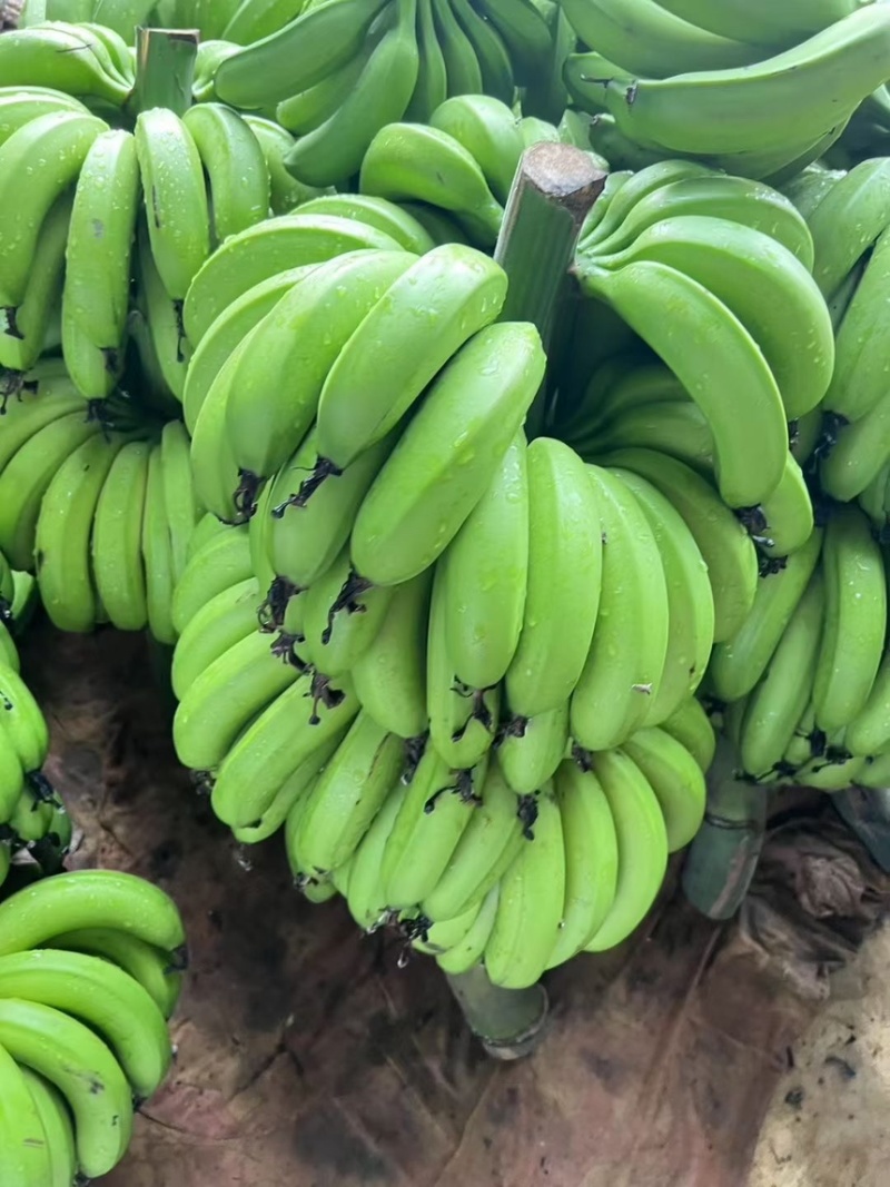 特价精品二级蕉，看着品质，源头筛选，需要的老板联系