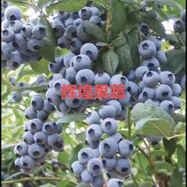山东蓝莓~优瑞卡H5F6L云雀L25全国发货