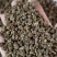 吴茱萸各种规格中花吴茱萸批发零售各种中药