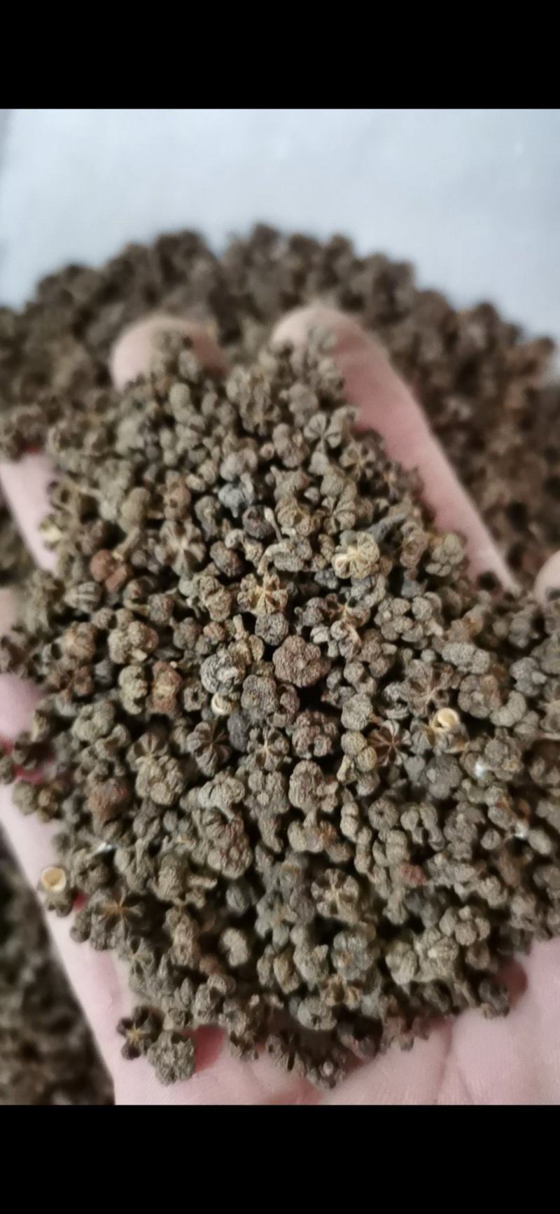吴茱萸各种规格中花吴茱萸批发零售各种中药