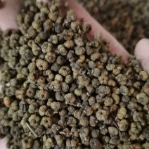 吴茱萸精品吴茱萸小花批发零售各种中药材
