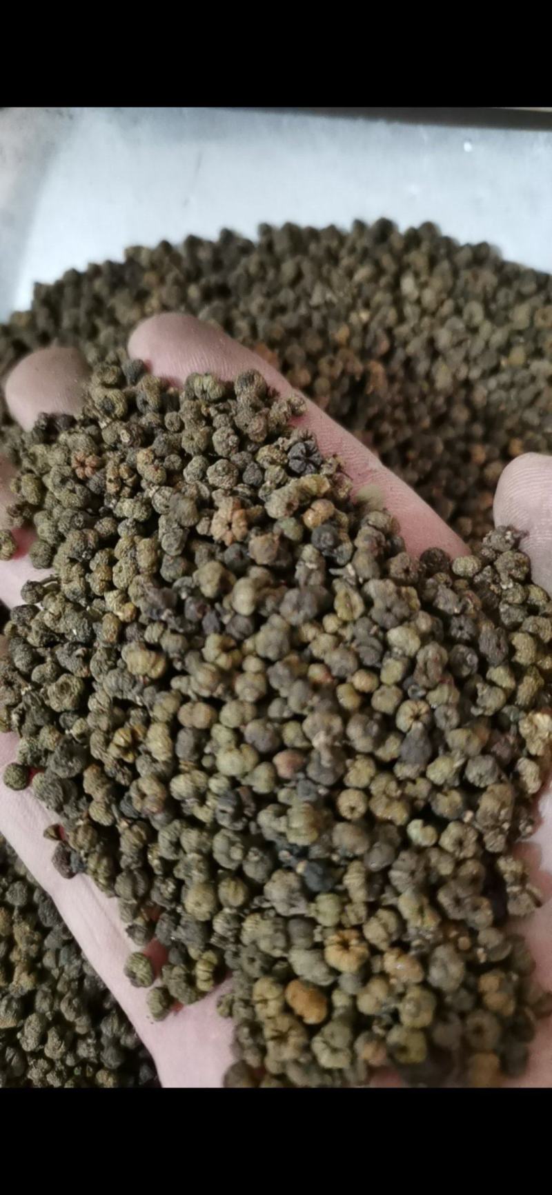 吴茱萸精品吴茱萸小花批发零售各种中药材