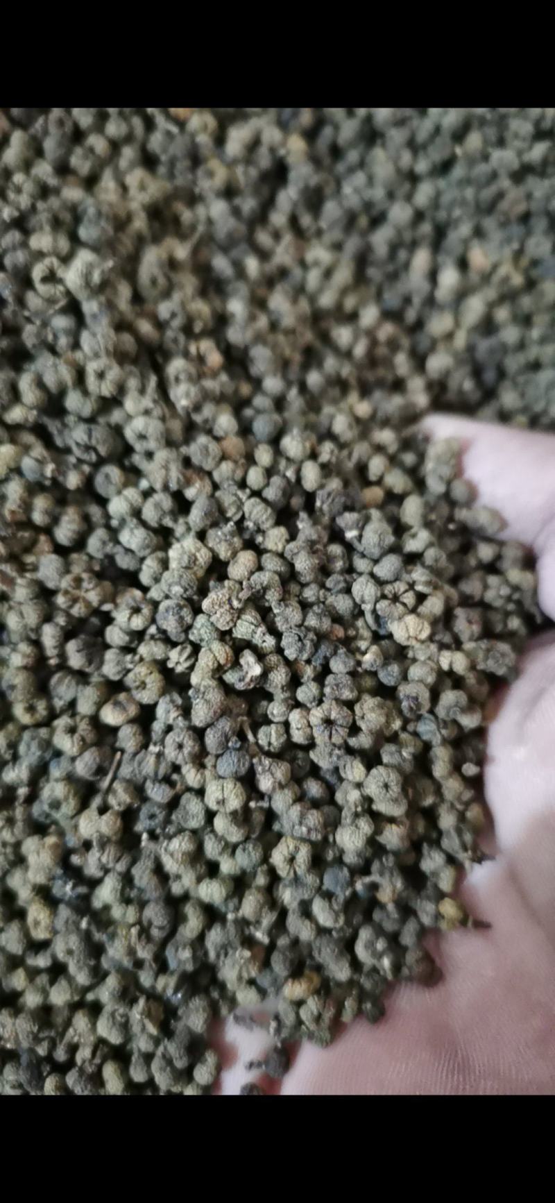 吴茱萸精品吴茱萸小花批发零售各种中药材