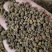 吴茱萸精品吴茱萸小花批发零售各种中药材