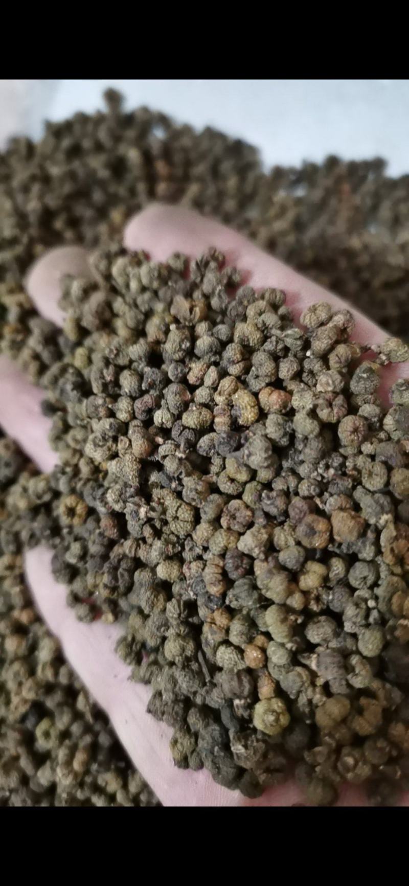 吴茱萸精品吴茱萸小花批发零售各种中药材
