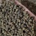 吴茱萸精品吴茱萸小花批发零售各种中药材