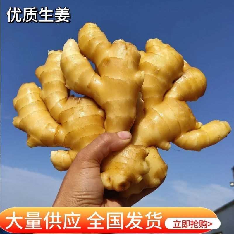 小黄姜【山东生姜】供货全国视频看货品质好