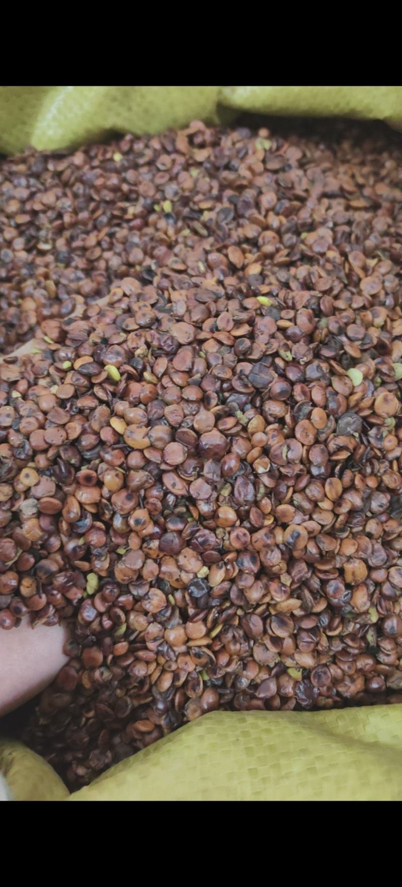 炒枣仁进口枣仁理枣仁量大从优干净无杂质
