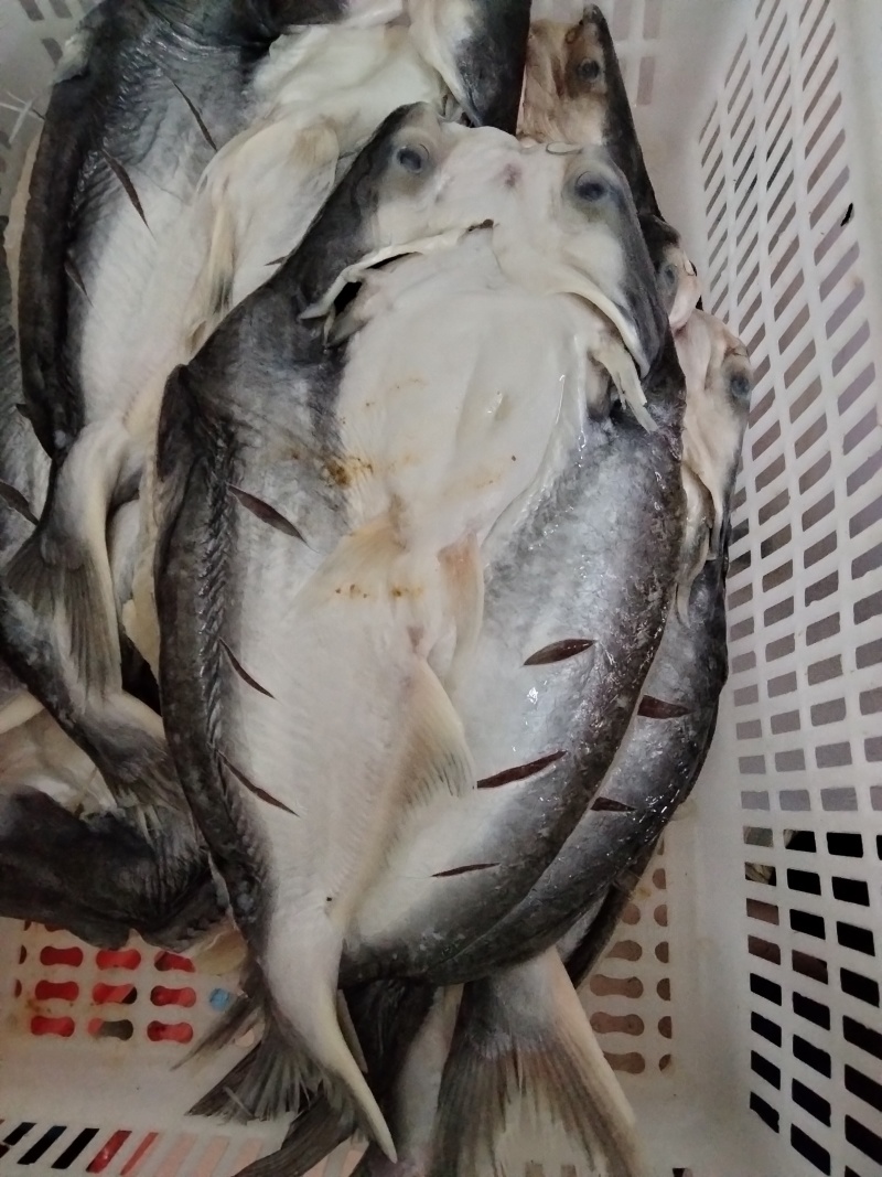 开背湄公鱼/巴沙鱼，一手货源，工厂直销