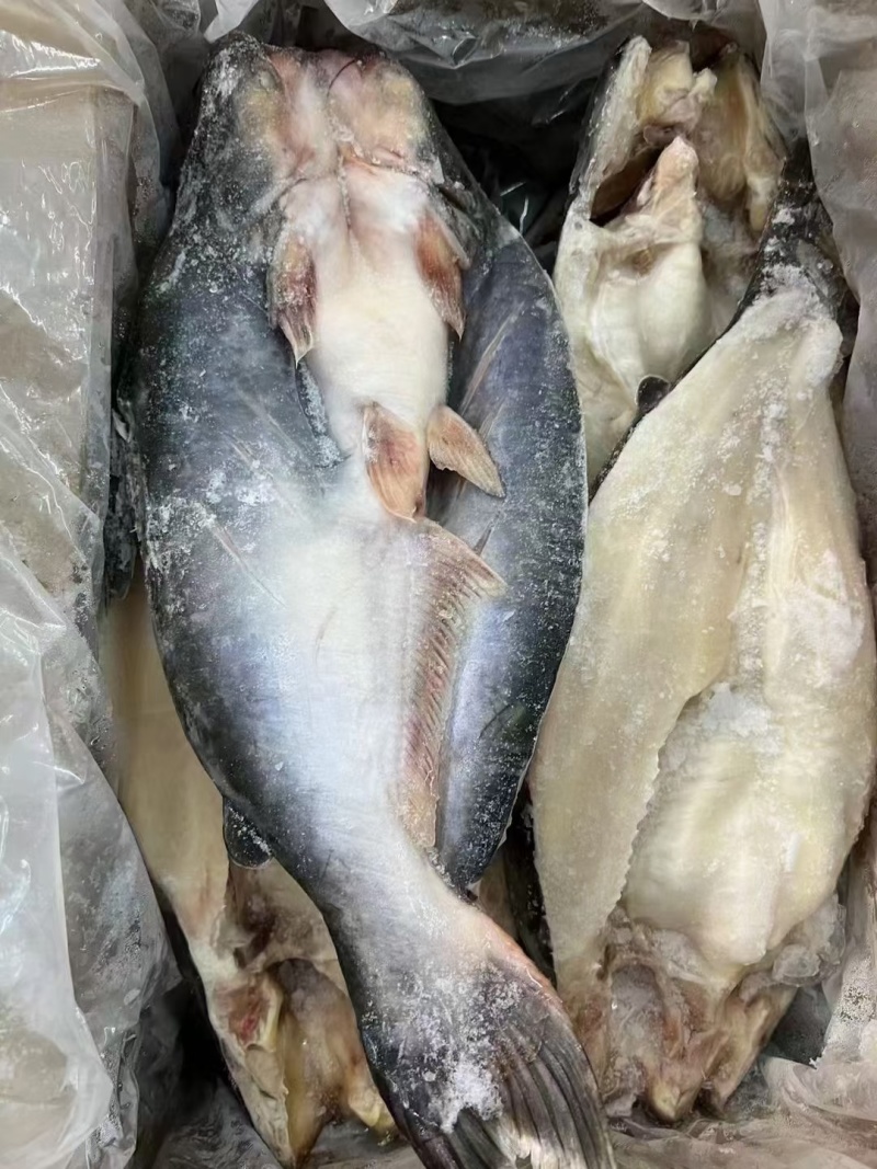 开背湄公鱼/巴沙鱼，一手货源，工厂直销