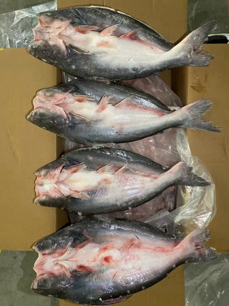开背湄公鱼/巴沙鱼，一手货源，工厂直销