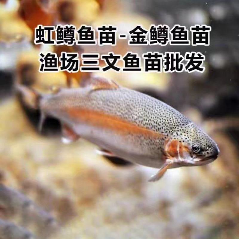 虹鳟鱼金鳟鱼淡水三文鱼冷水鱼