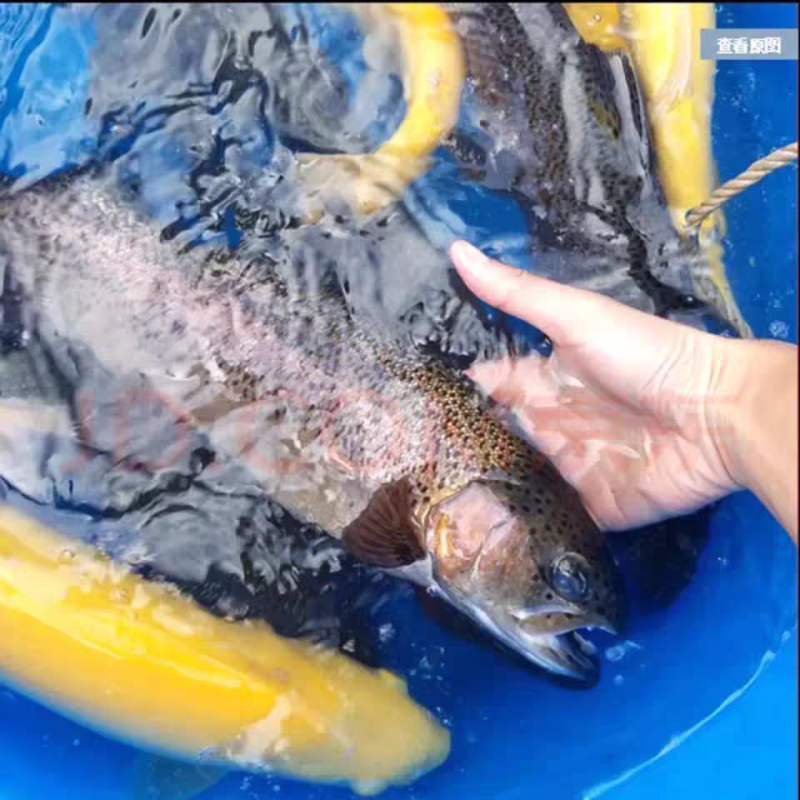 虹鳟鱼金鳟鱼淡水三文鱼冷水鱼