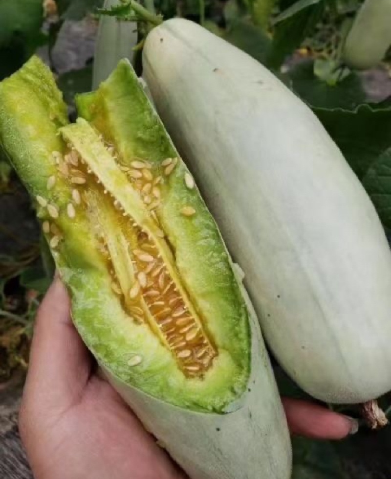 【羊角蜜甜瓜】山东莘县博洋甜瓜博洋61全国发货来电