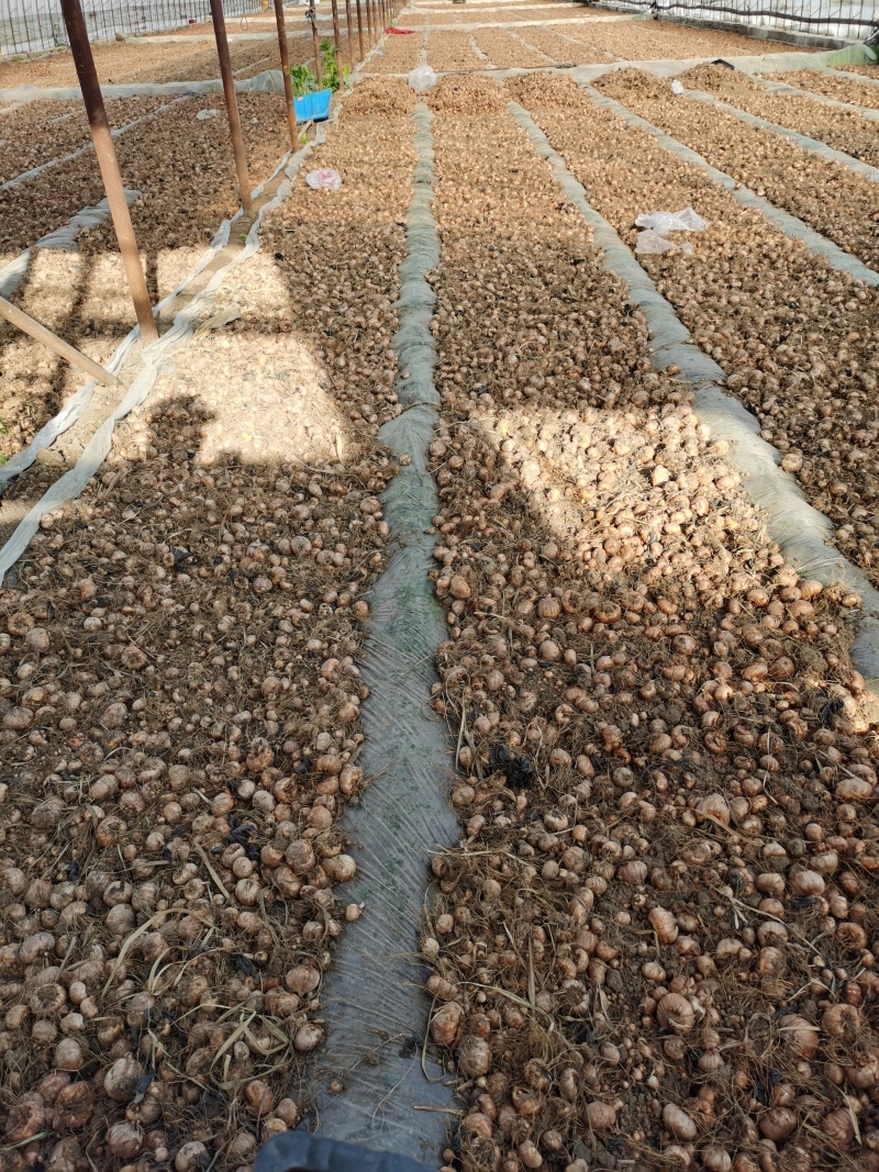 电商用剑兰唐菖蒲种球常年出售多规格多颜色货源充足
