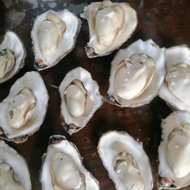 吊养三倍体货好价不高寻找合作伙伴